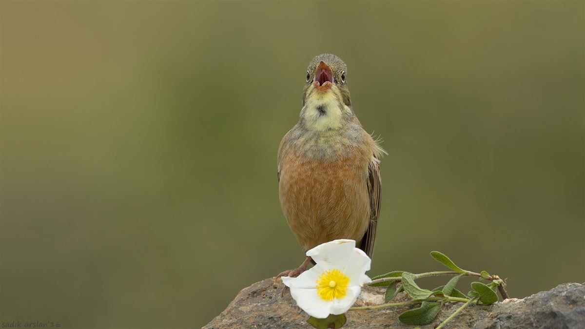 Ortolan Bunting