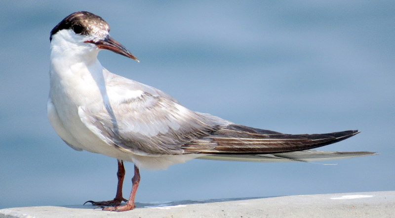 Black Tern