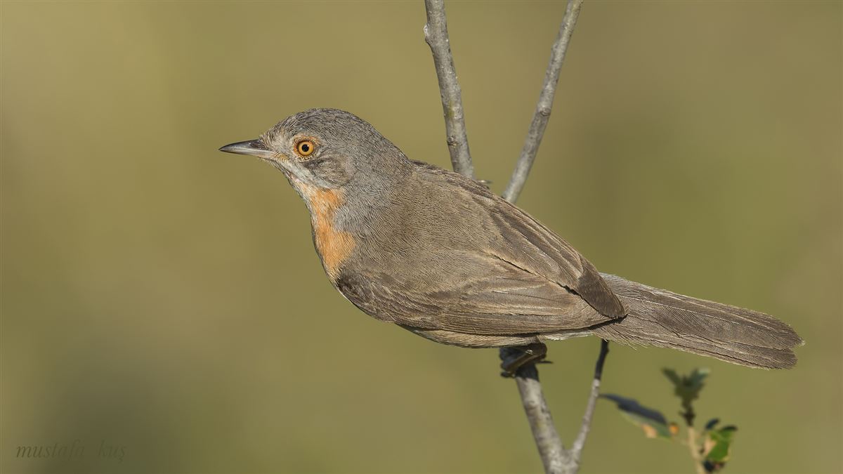 Subalpine Warbler