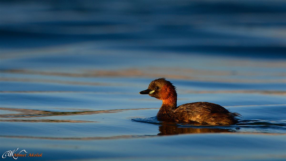Little Grebe