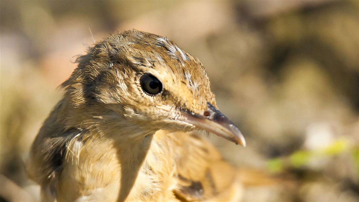 Common Reed Warbler