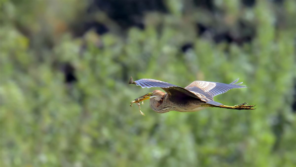 Purple Heron