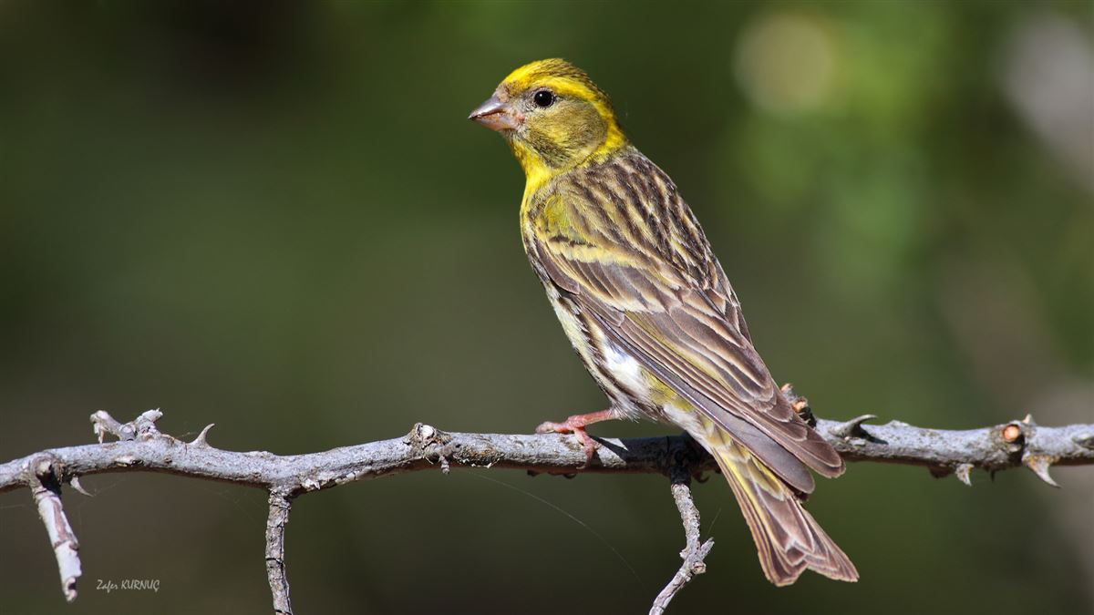 European Serin