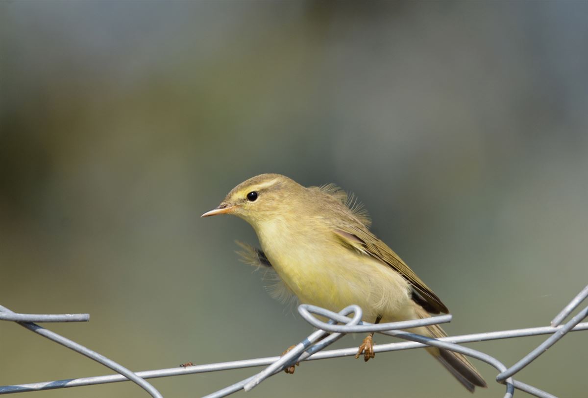 Willow Warbler