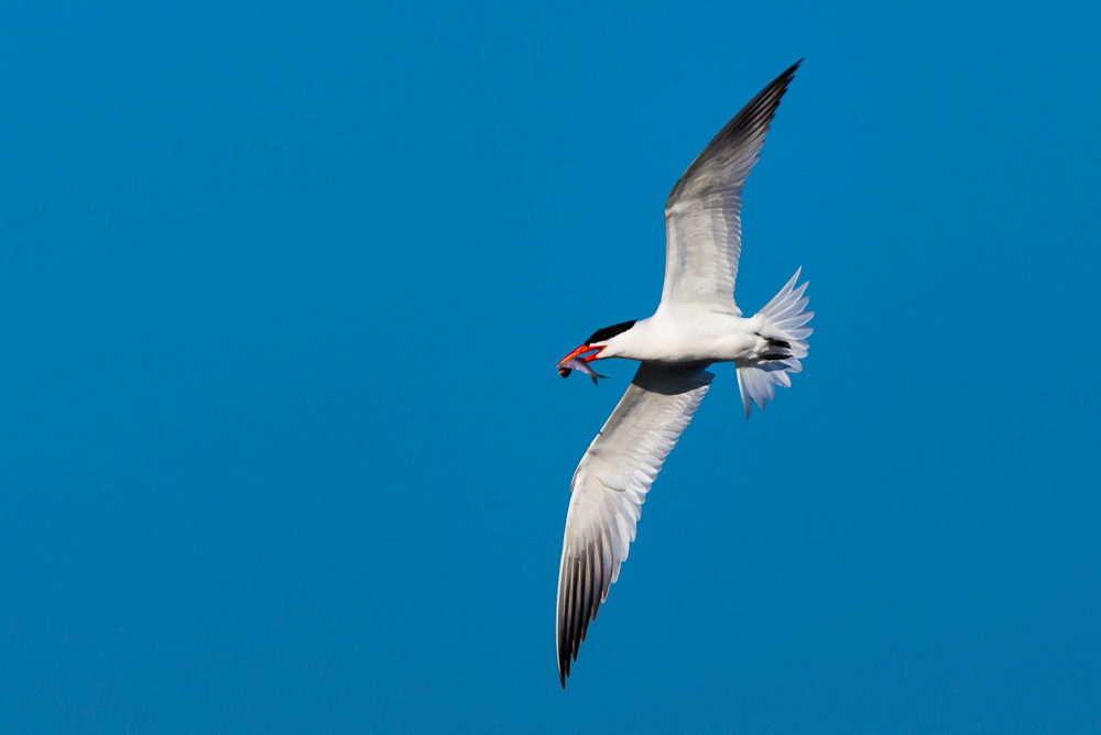 Caspian Tern