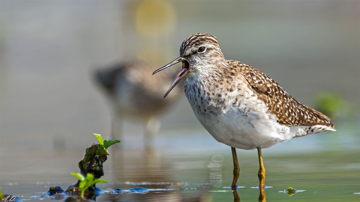 Wood Sandpiper