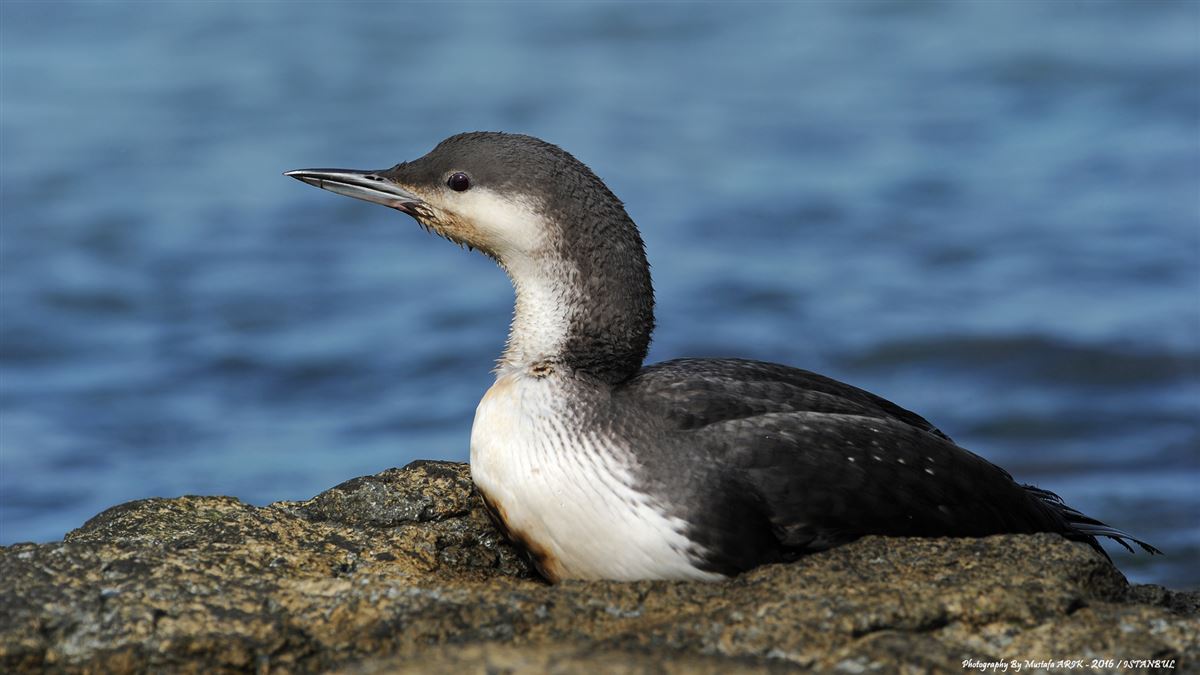 Black-throated Loon