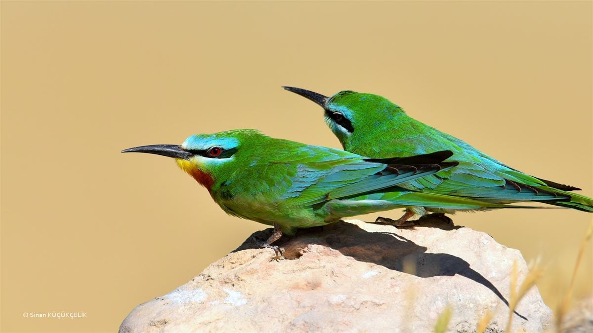 Blue-cheeked Bee-eater