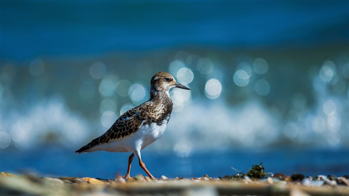 Ruddy Turnstone