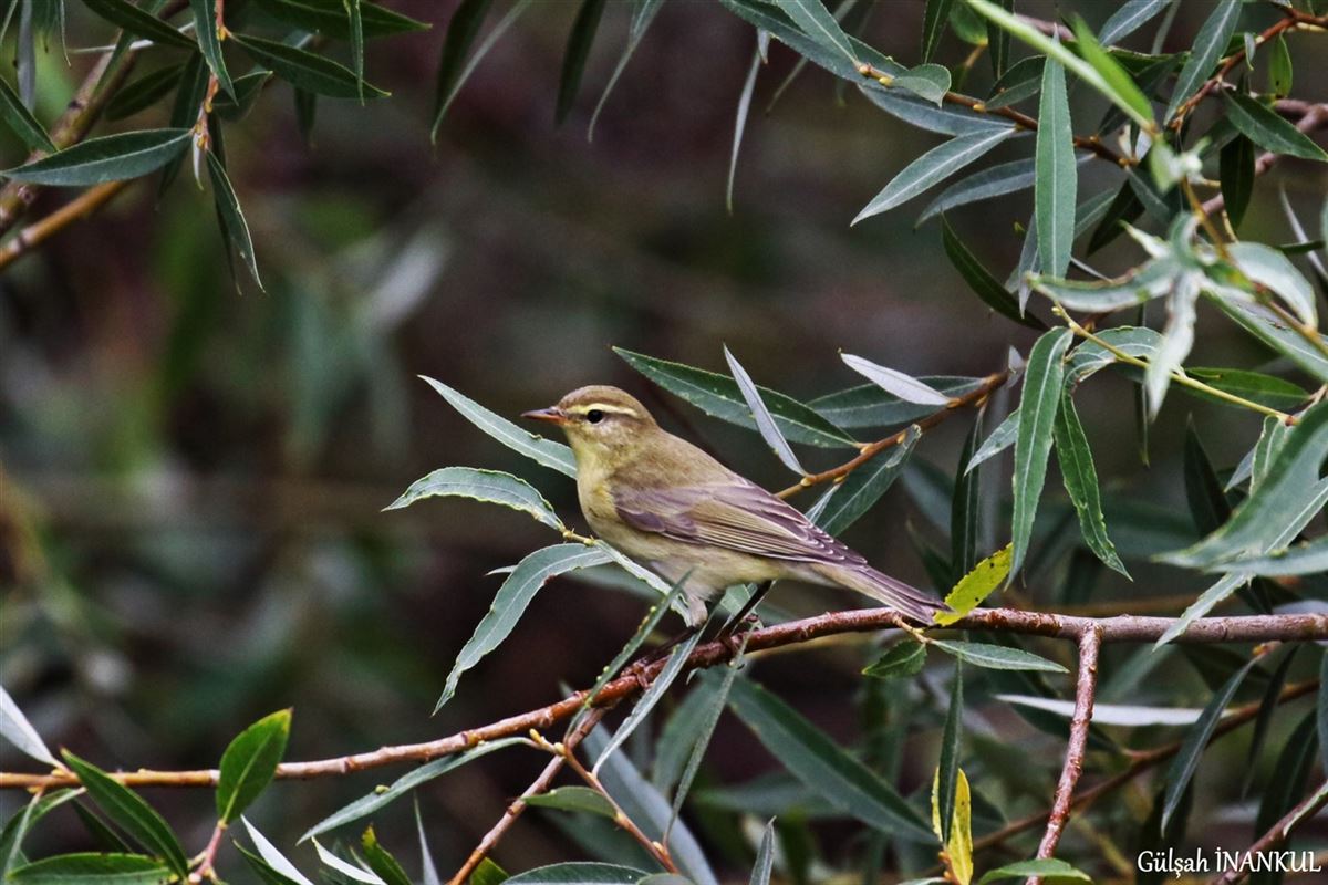 Willow Warbler