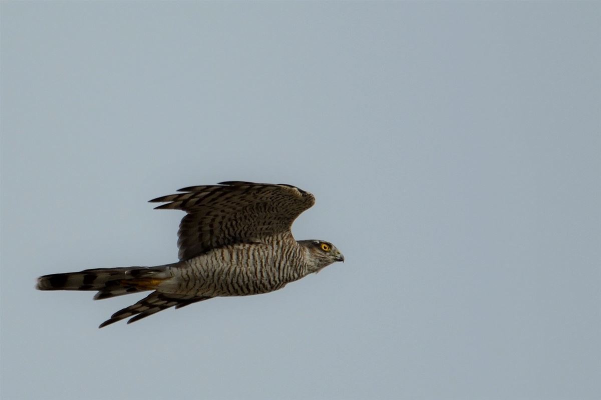 Eurasian Sparrowhawk