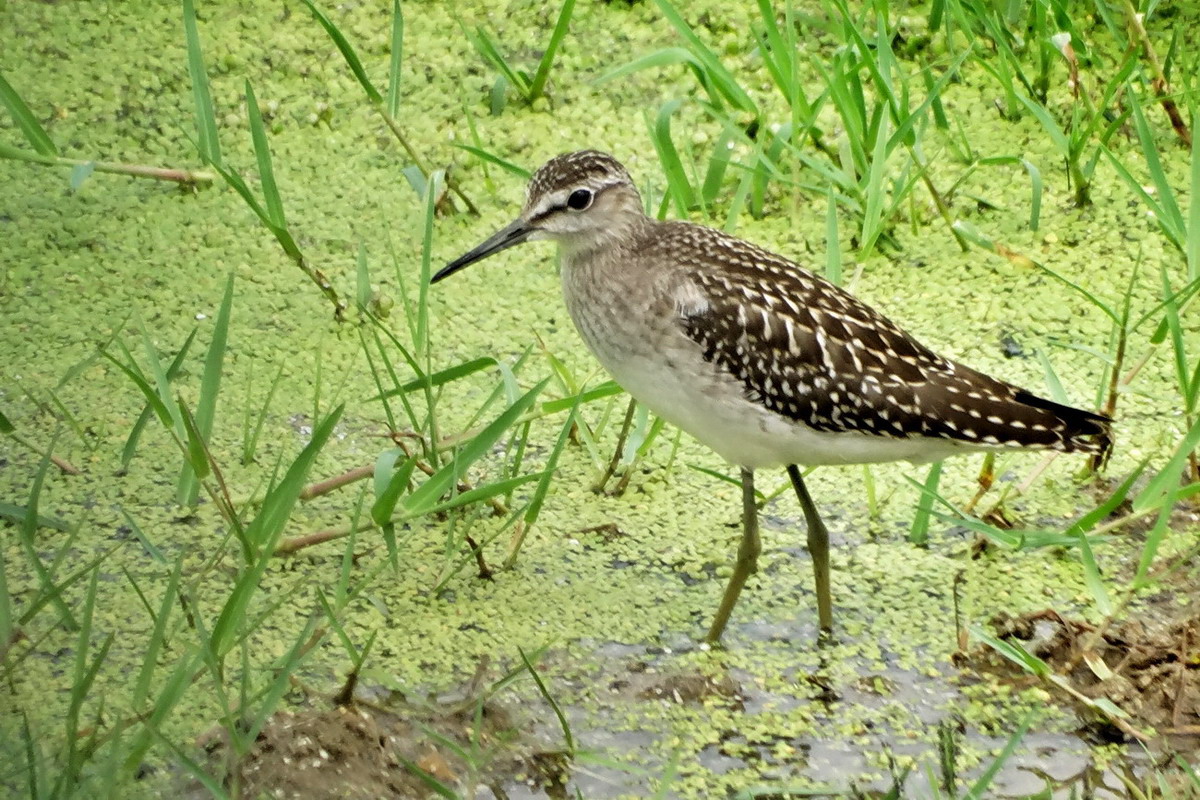 Wood Sandpiper