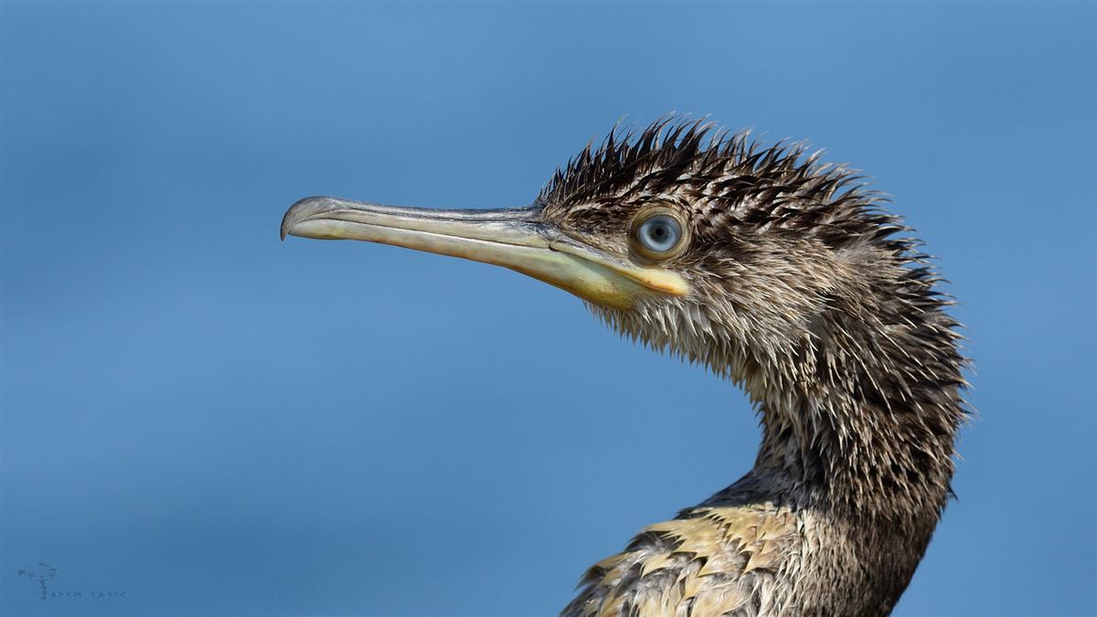European Shag