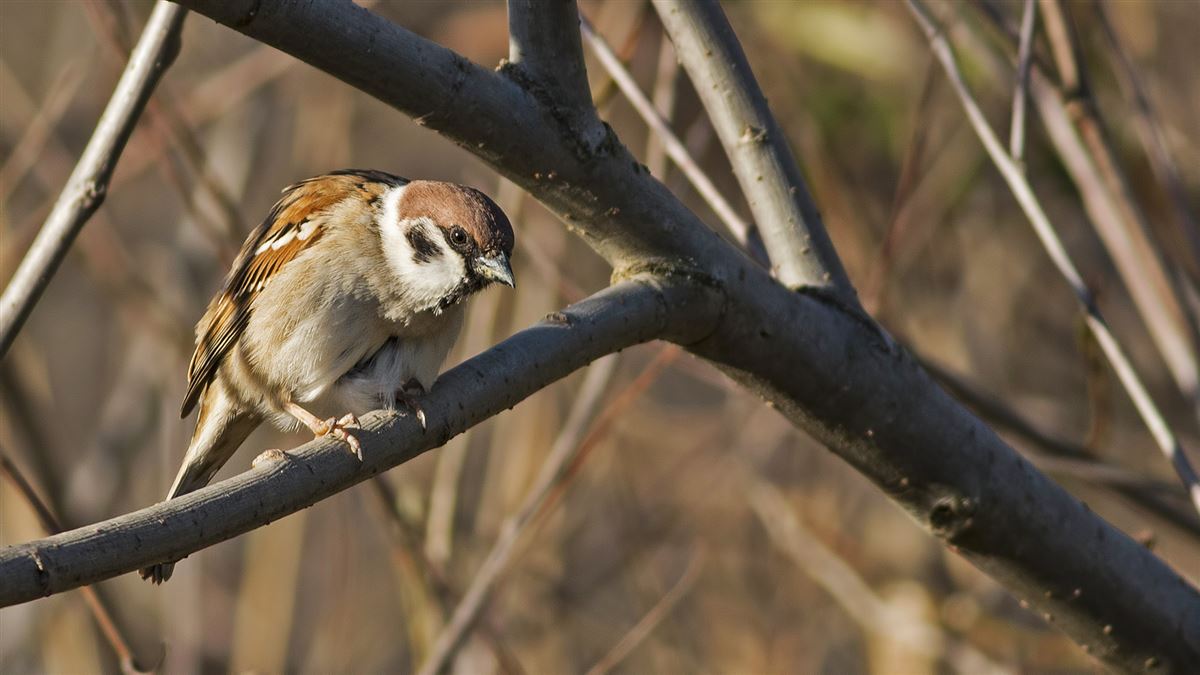 Eurasian Tree Sparrow