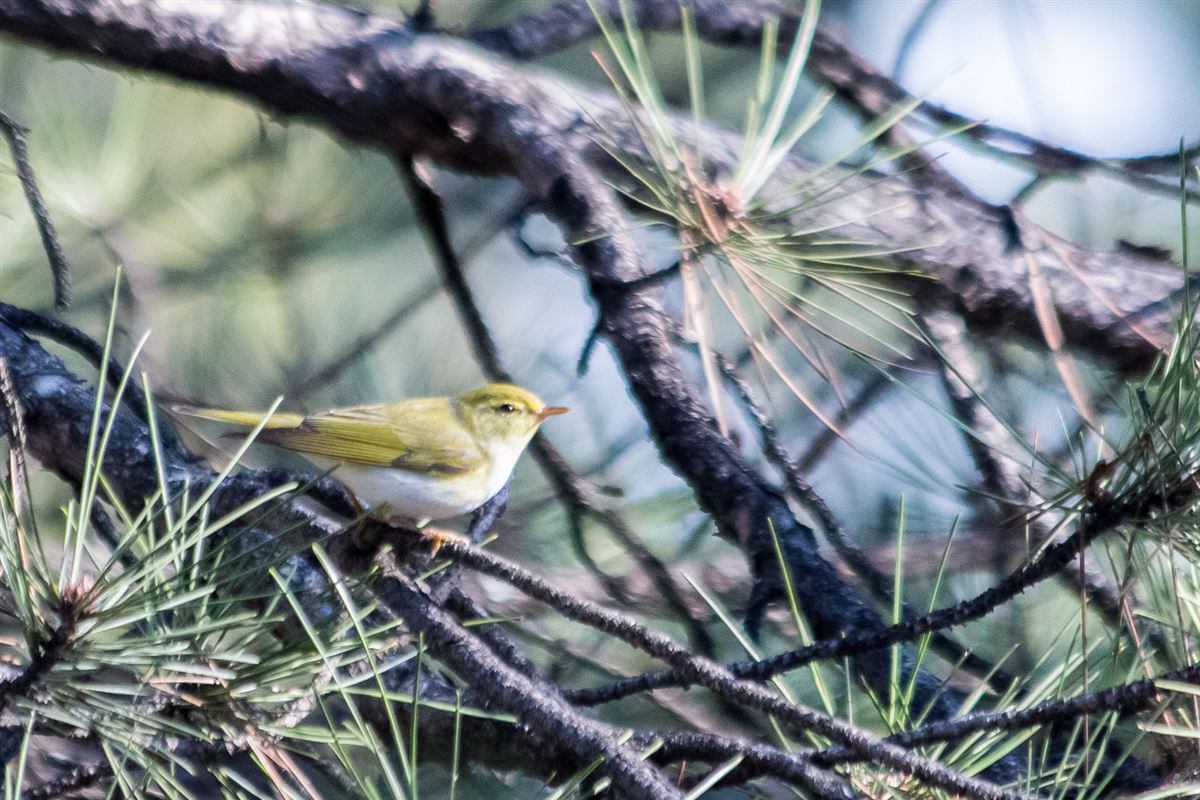 Wood Warbler