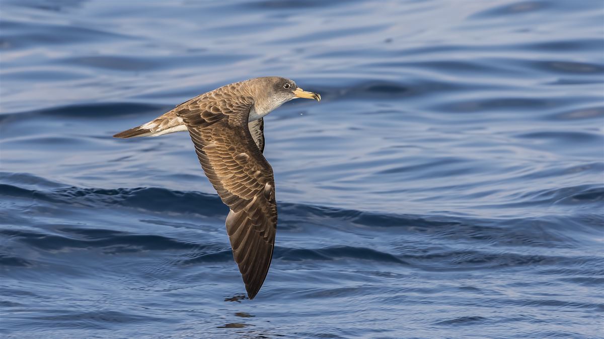 Scopoli`s Shearwater