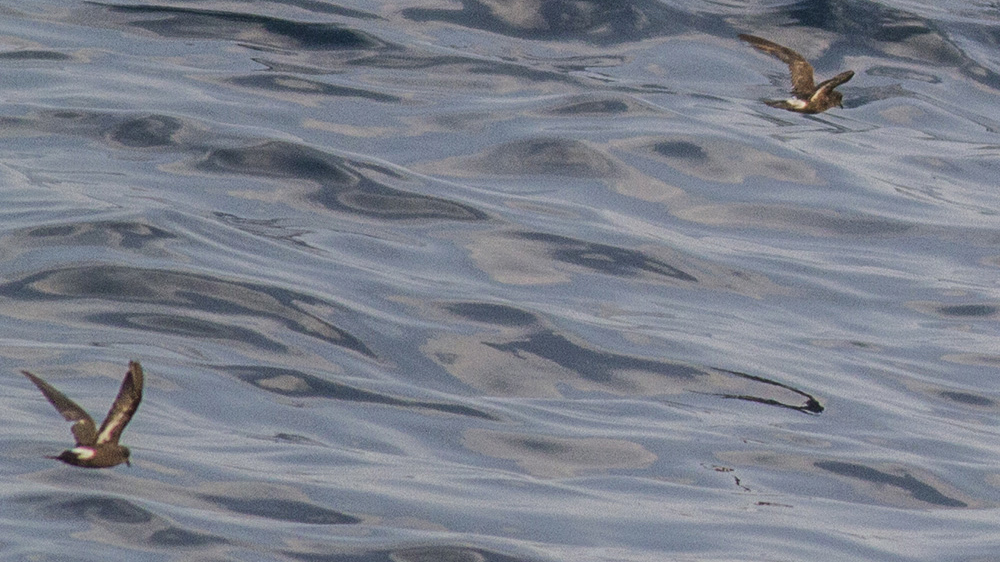 European Storm Petrel