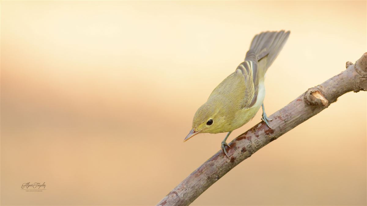Icterine Warbler