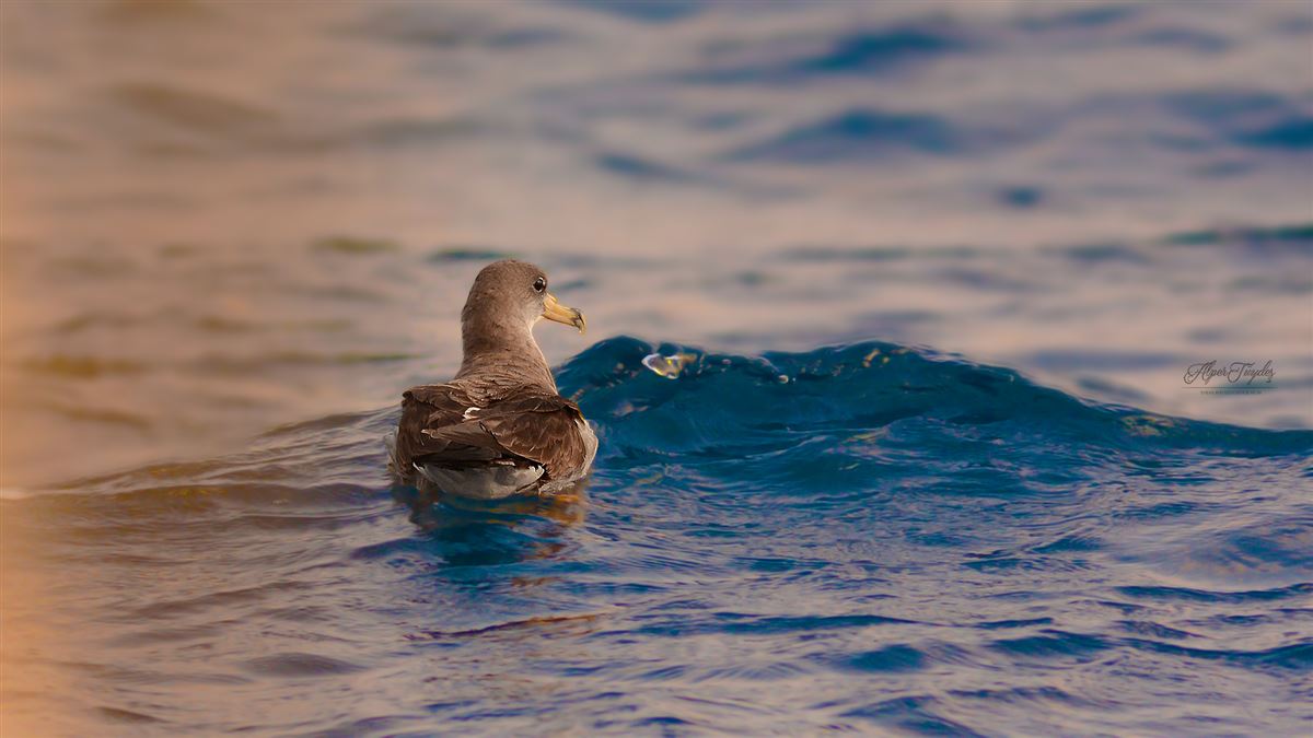 Scopoli`s Shearwater