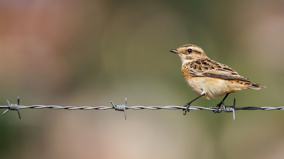 Whinchat