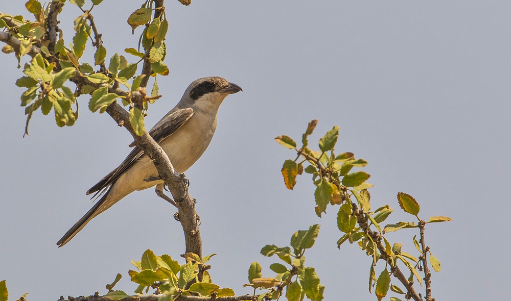 Lesser Grey Shrike
