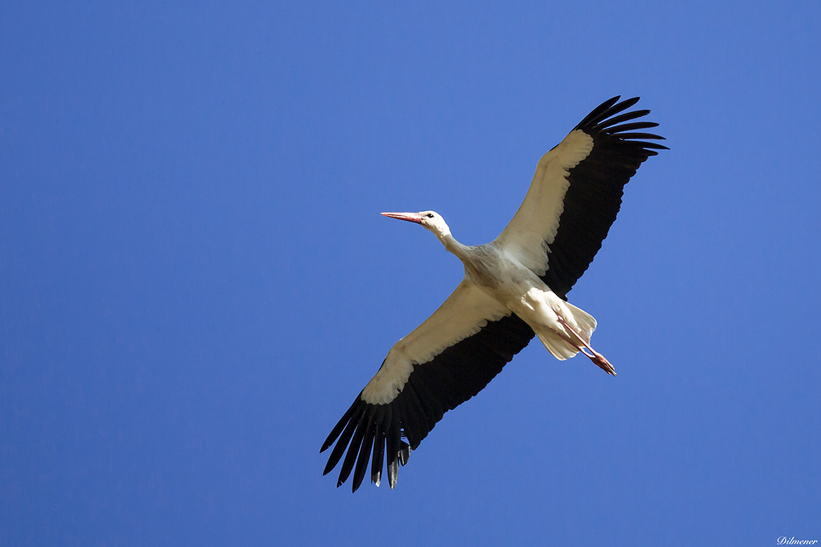 White Stork