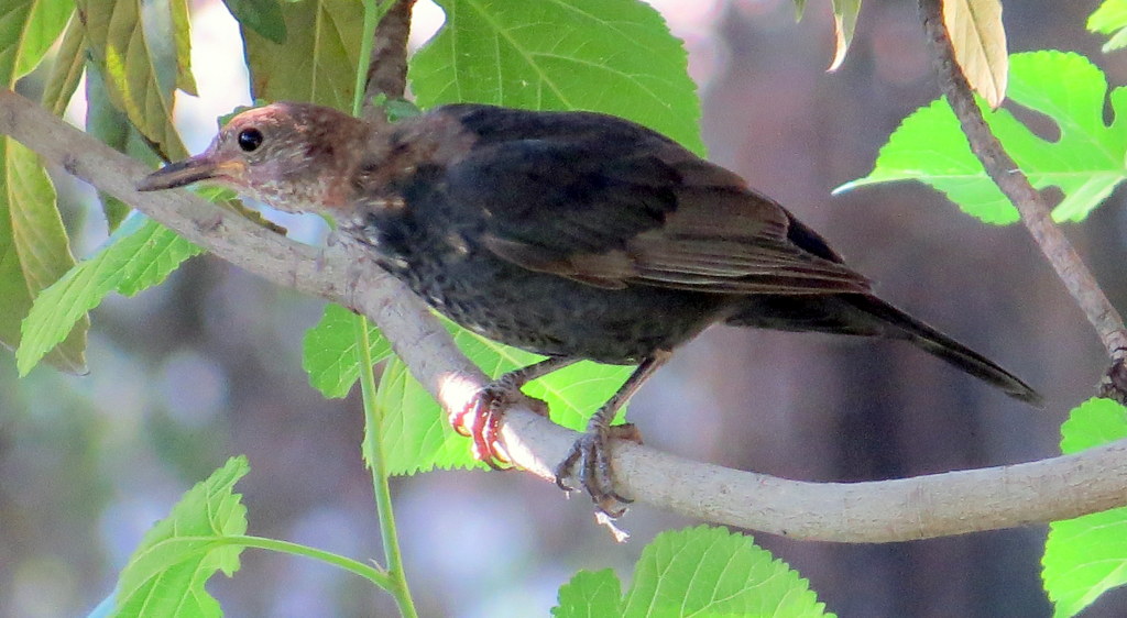 Common Blackbird