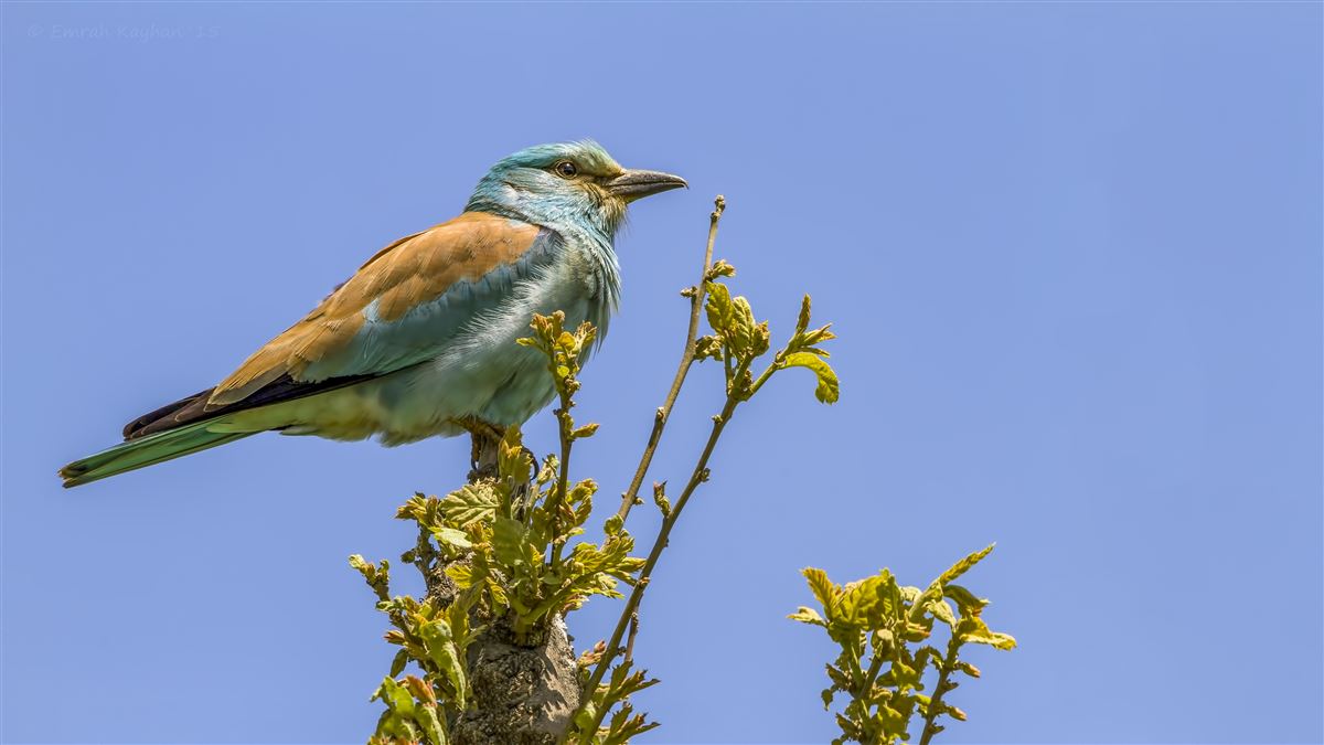 European Roller