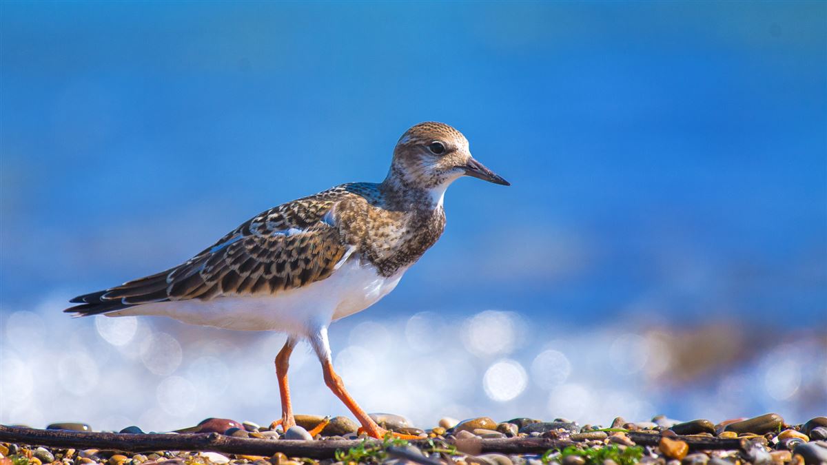 Ruddy Turnstone