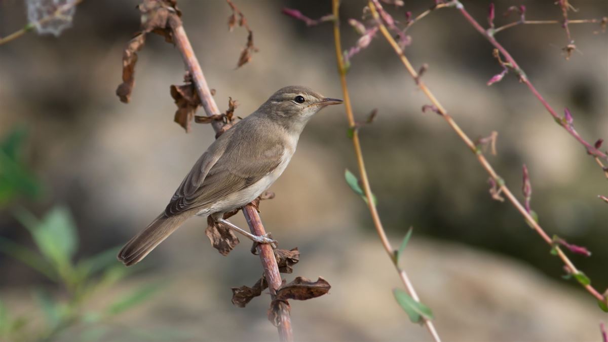 Booted Warbler