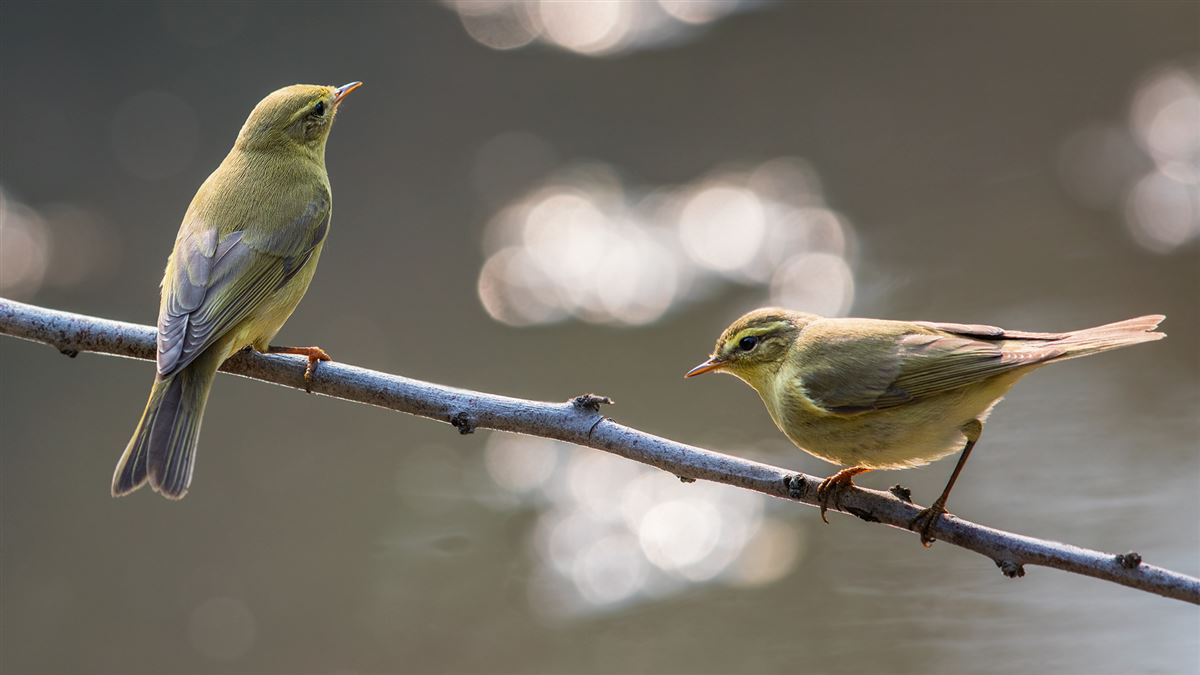 Willow Warbler