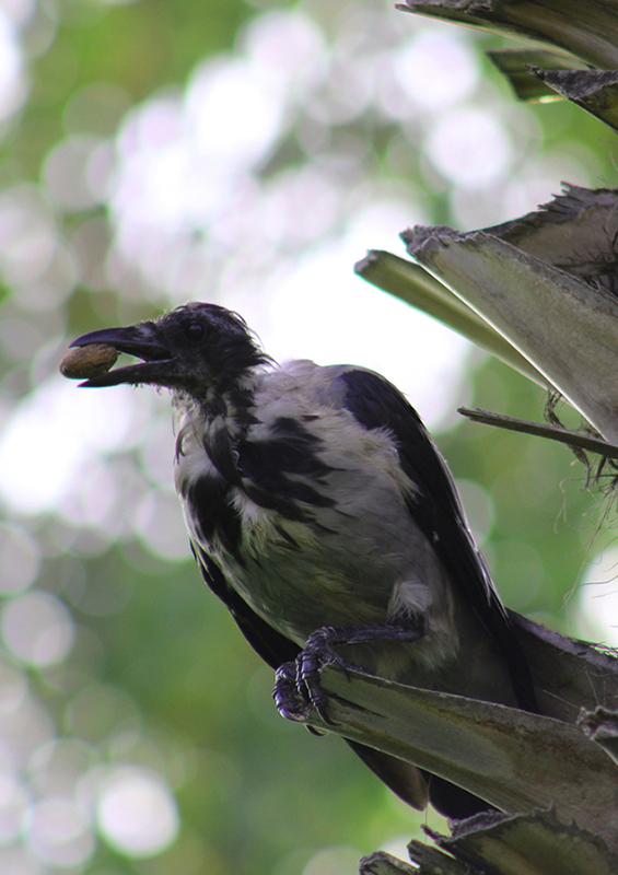 Hooded Crow