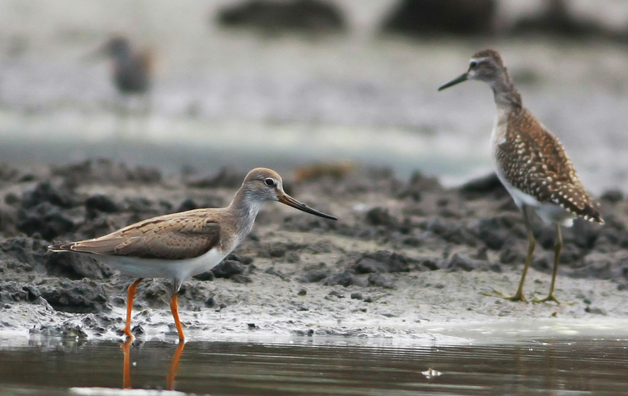 Terek Sandpiper
