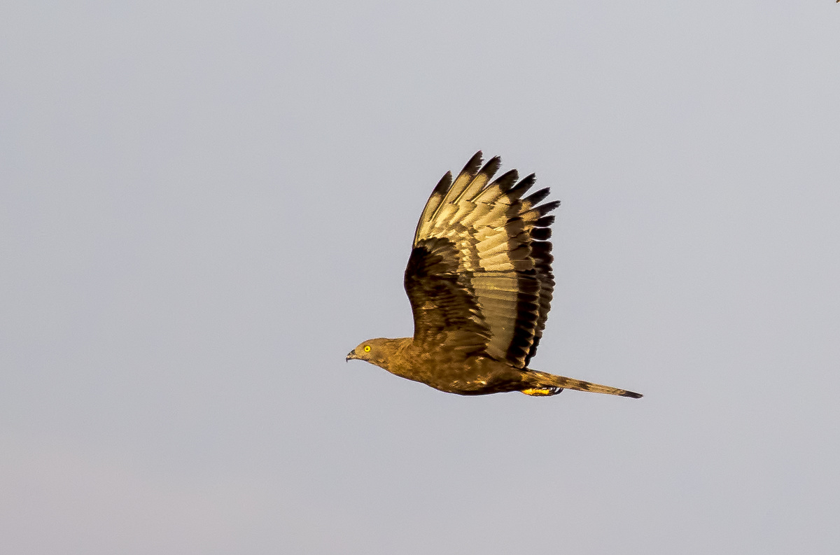 European Honey Buzzard