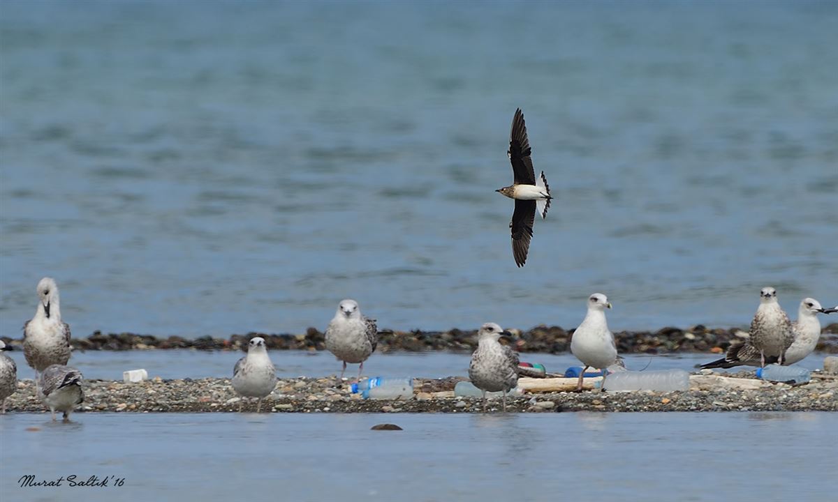 Black-winged Pratincole