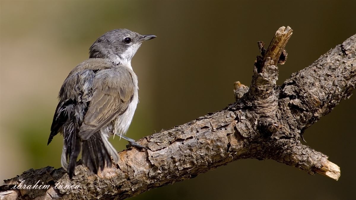 Lesser Whitethroat