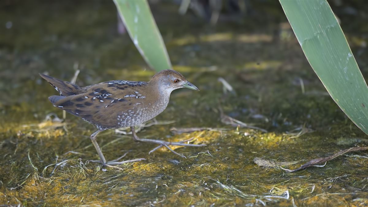 Baillon`s Crake