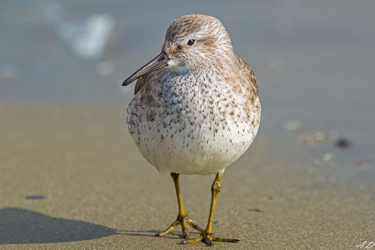 Red Knot