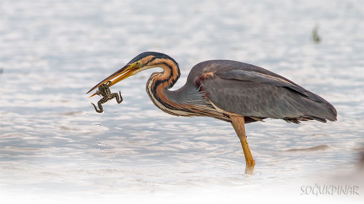 Purple Heron