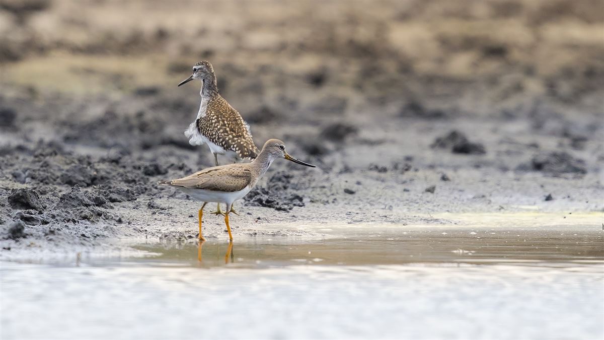 Terek Sandpiper
