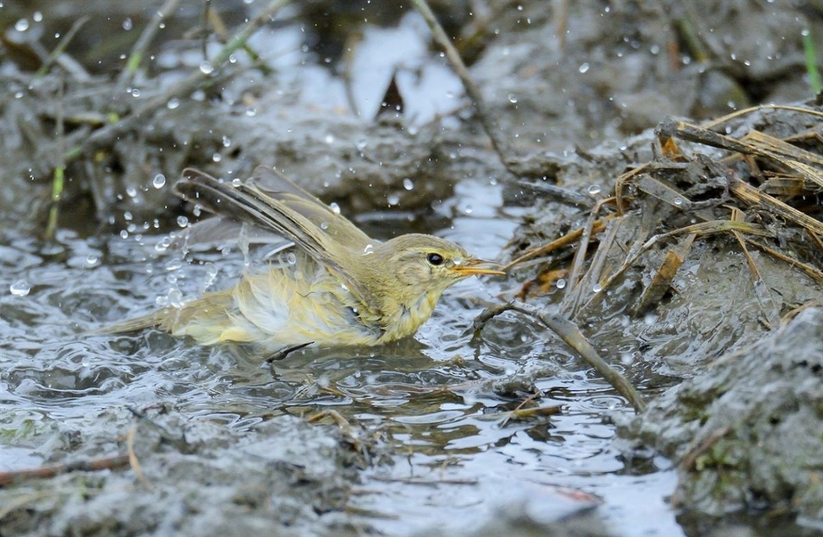Willow Warbler