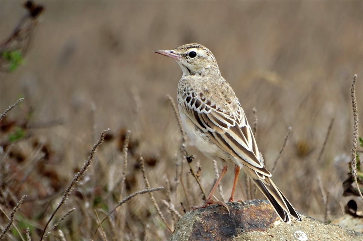 Tawny Pipit