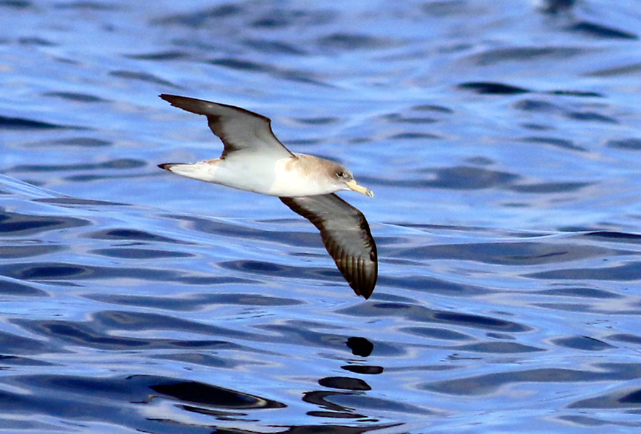 Scopoli`s Shearwater