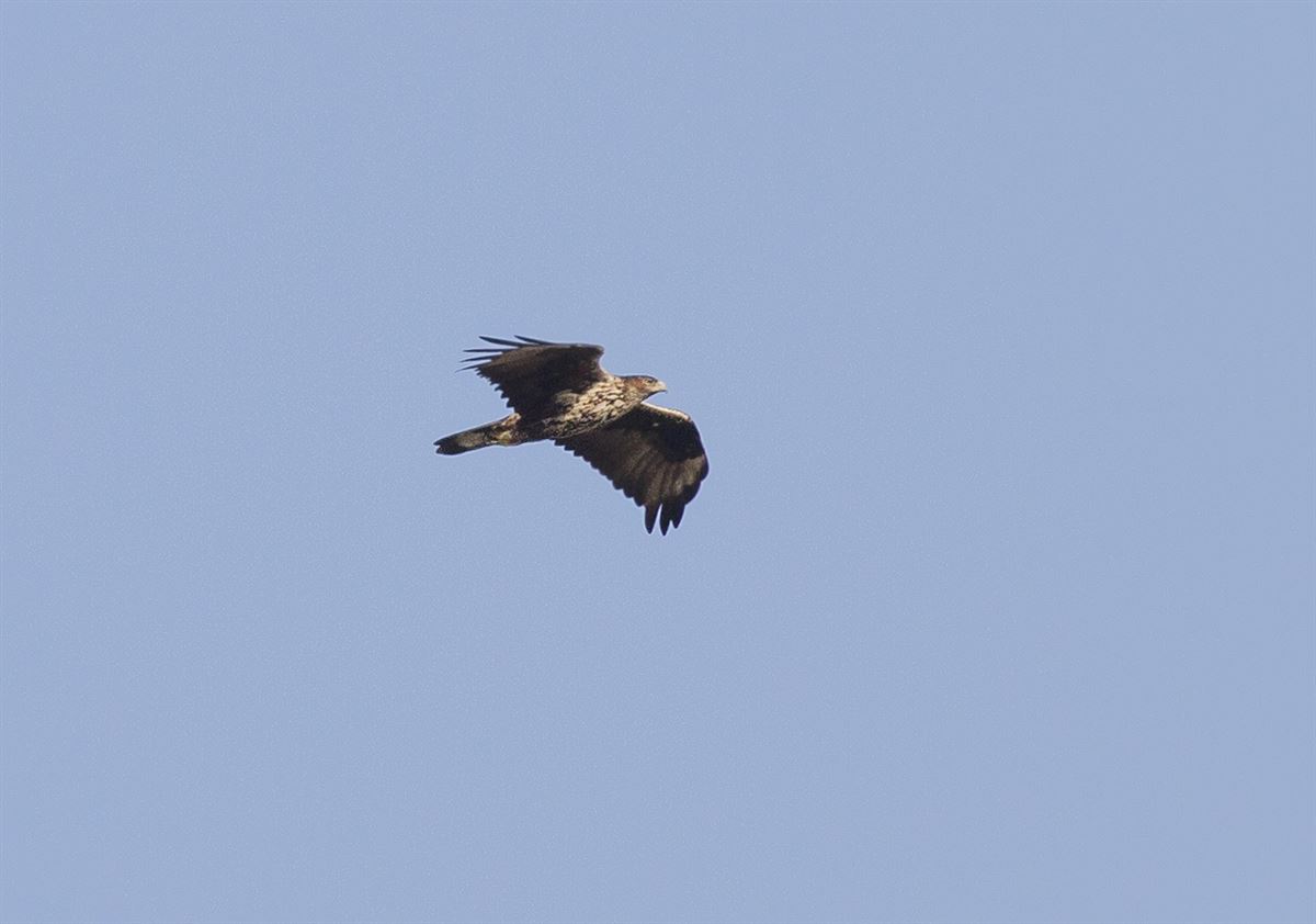 Bonelli`s Eagle