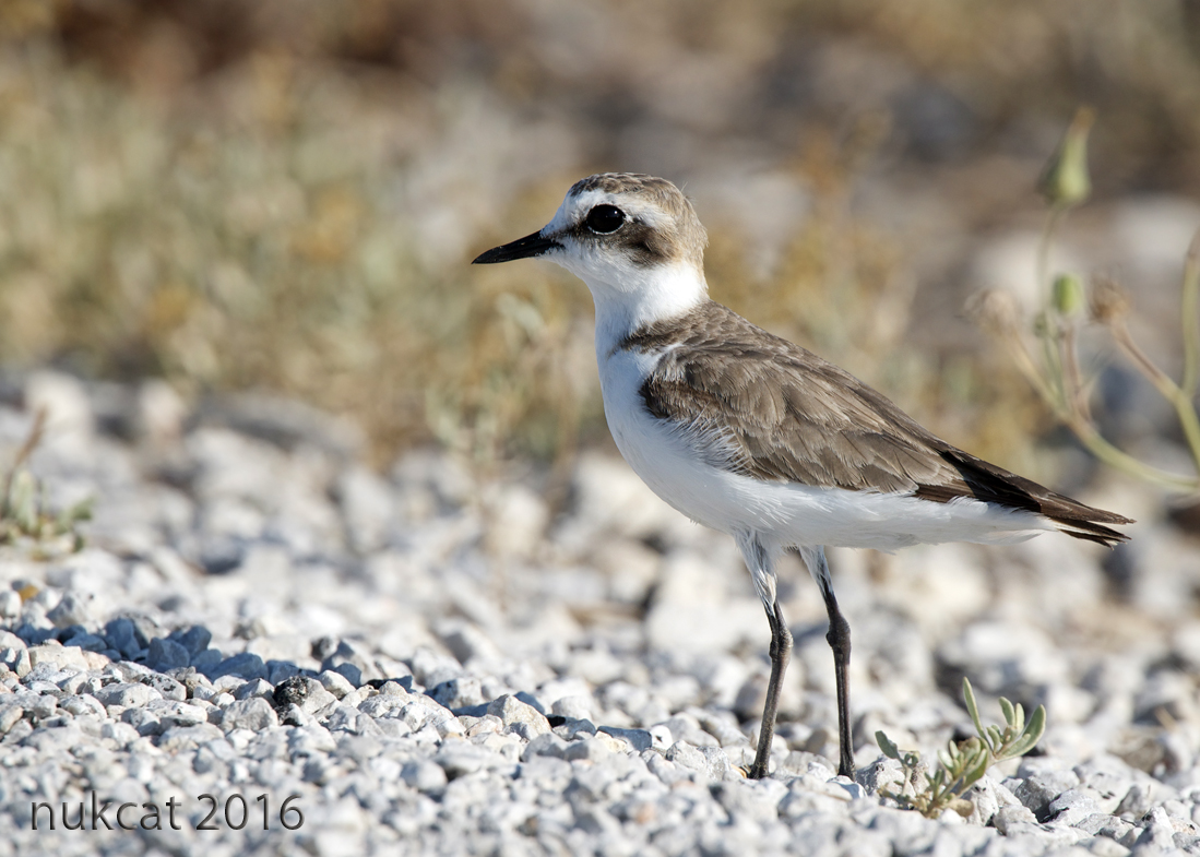 Kentish Plover