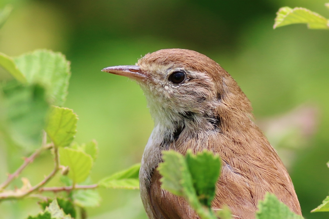 Cetti`s Warbler