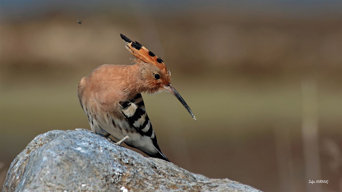 Common Hoopoe