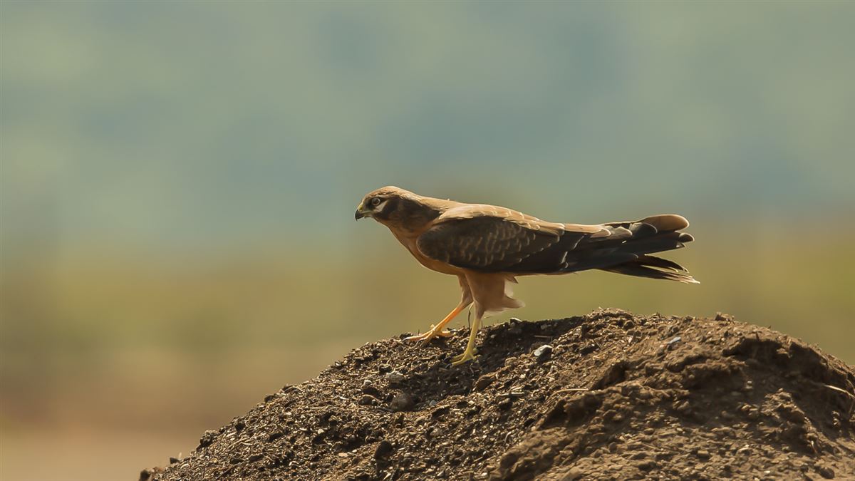 Montagu`s Harrier