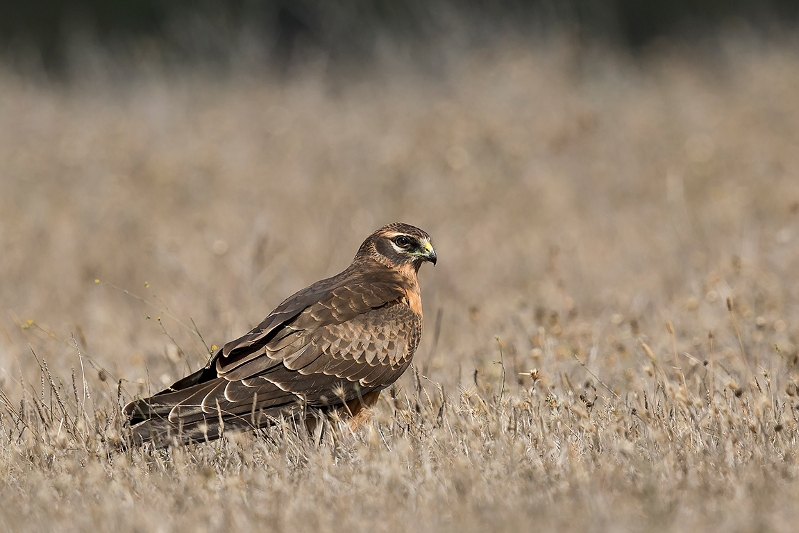 Montagu`s Harrier