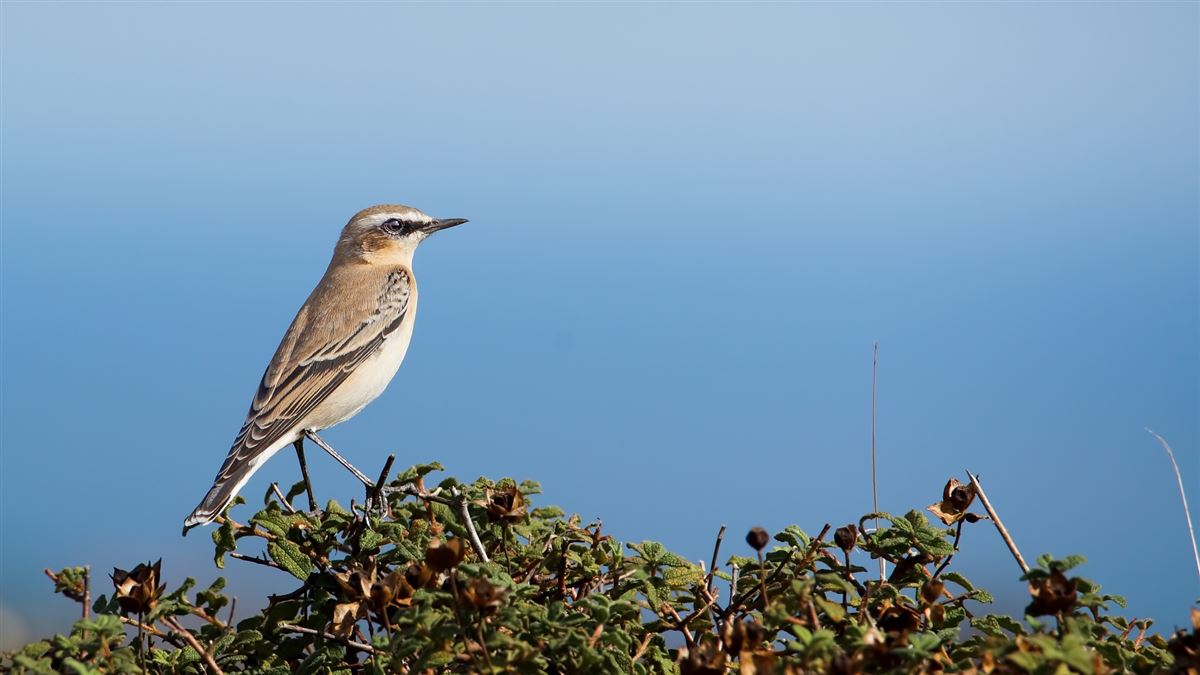 Northern Wheatear